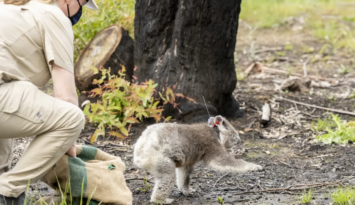 Leanne Wicker, dokter hewan senior Kebun Binatang Victoria, melepaskan seekor koala di kawasan East Gippsland, Australia, 6 Desember 2020. Sejumlah koala yang terluka parah akibat kebakaran hutan besar di Australia pada musim panas lalu akhirnya kembali ke alam liar. (Xinhua/Kebun Binatang Victoria)