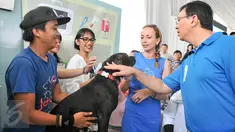 Gubernur DKI Jakarta Basuki Tjahaja Purnama (kanan) menyaksikan pemasangan microchip pada seekor anjing di Balaikota, Jakarta, (7/2). Pemprov DKI Jakarta membuat peraturan yang mewajibkan hewan peliharaan dipasangi microchip. (Liputan6.com/Yoppy Renato)