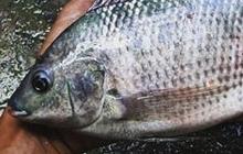 Apakah Ikan Patin Mengandung Kolesterol? Ketahui Fakta Nutrisi dan Manfaat Kesehatannya