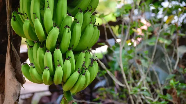 Pisang Matang di Seoul saat Musim Panas yang Terik Memicu Mekarnya Buah Tropis