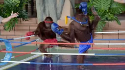 Dua orangutan bertanding kickboxing di atas sebuah ring saat pembukaan Phnom Penh Safari di Kamboja, Sabtu (23/6). Peresmian ini juga dihadiri oleh Perdana Menteri Kamboja Hun Sen. (AFP/Tang Chhin Sothy)