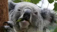 Koala. (Reuters/Mick Tsikas)