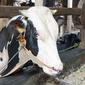 Sejumlah sapi terlihat di salah satu peternakan sapi perah kawasan Duren Tiga, Jakarta, Rabu (25/5/2022). Menurut pekerja, isu wabah Penyakit Kuku dan Mulut (PMK) akhir-akhir ini tidak berpengaruh terhadap penjualan susu sapi. (Liputan6.com/Herman Zakharia)