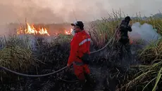 Kebakaran Way Kambas Belum Usai, Titik Api Kembali Muncul