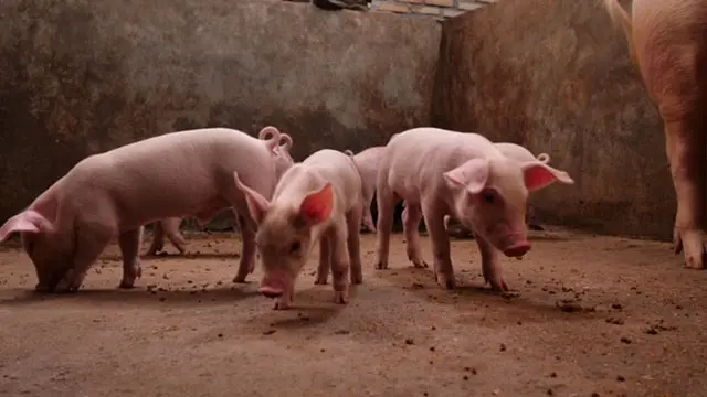 Ilustrasi babi