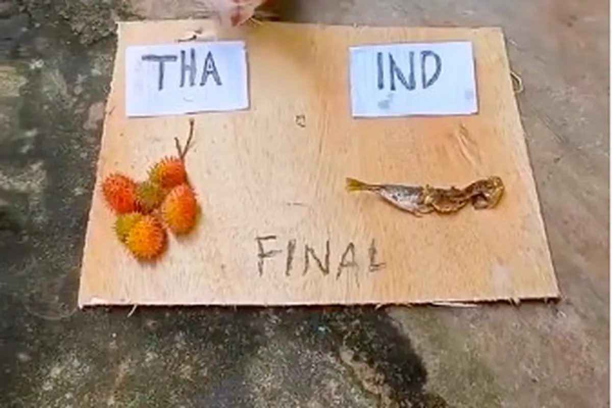 Viral Aksi Lucu Kucing Prediksi Final Piala AFF Indonesia vs Thailand