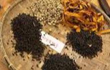 Dunia Herbal Sudah Diminati Anak Muda