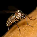 Malaria Knowlesi Menginfeksi Tiga Pekerja Tambang di Aceh Barat