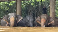 20 Provinsi Termasuk Kota Turis Chiang Mai di Thailand Banjir, Turis hingga Gajah Dievakuasi