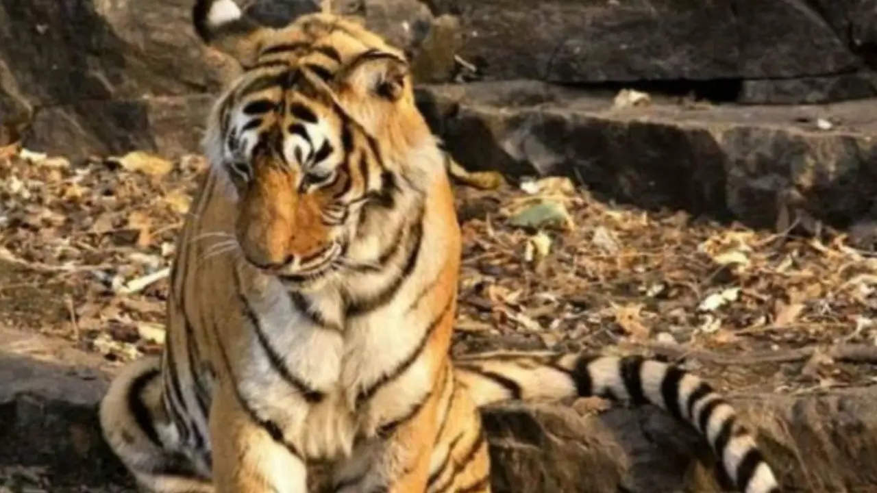 Harimau betina bernama "Queen of Ranthambore" yang kematiannya menjadi berita utama di India. (BBC/Sandhip Sharma)