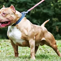 Kamu penggemar batu cincin, nggak ada salahnya untuk memelihara American Bully lho. 