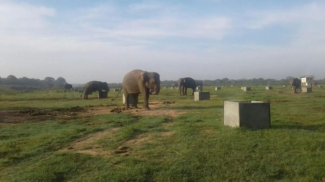 Gajah Sumatera dan Ancaman Kebakaran di Way Kambas