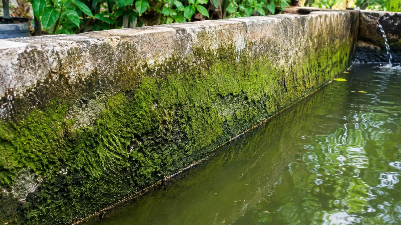Kenapa Lumut Cepat Tumbuh di Dinding Kolam? Ternyata Ada Banyak Faktor