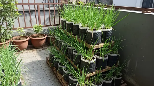 Daun Bawang
