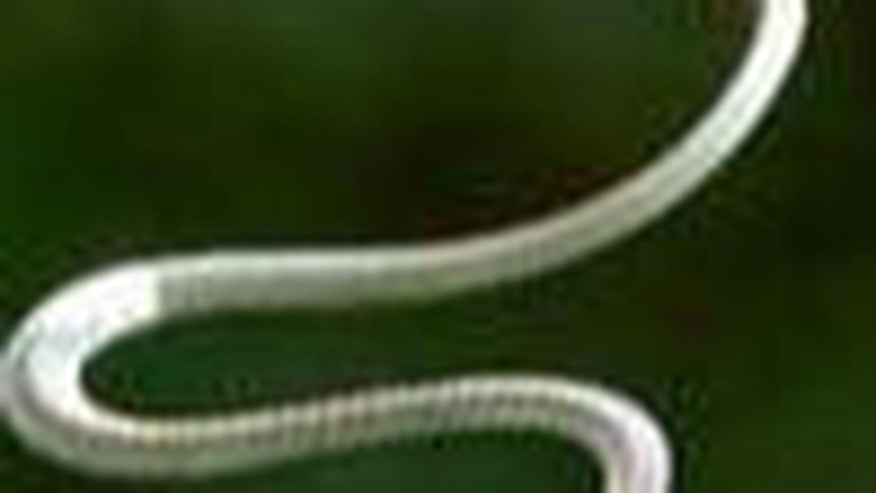 <b>Ular Terbang, Mampu Terbang Sangat Gesit</b>