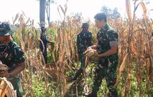 Sinergi TNI dan Petani Sukseskan Panen Raya Jagung Kediri dalam TMMD ke-127