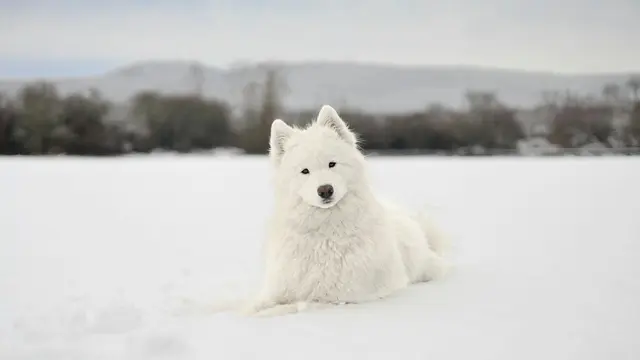 White Dog