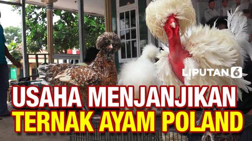 VIDEO: Budidaya Ayam Poland, Peluang Menjanjikan di Tengah Pandemi Covid-19