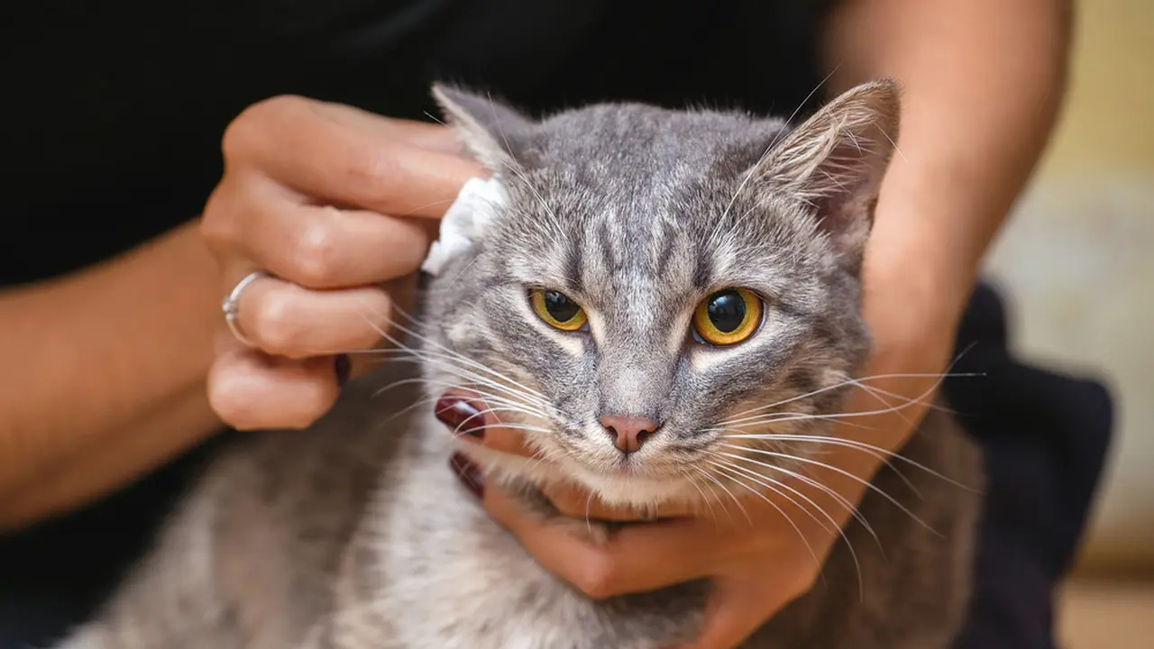 Ilustrasi membersihkan telinga kucing