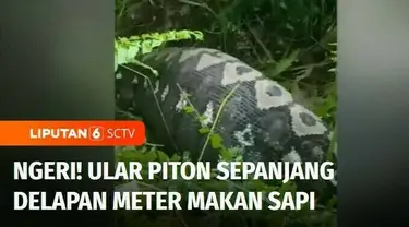 Keberadaan hewan liar yang dekat dengan permukiman juga terdeteksi di Polewali Mandar, Sulawesi Barat. Seekor ular piton memangsa sapi milik warga, dinilai membahayakan membunuh ular piton sepanjang 8 meter ini.