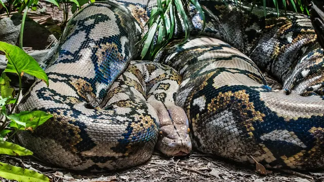 Python