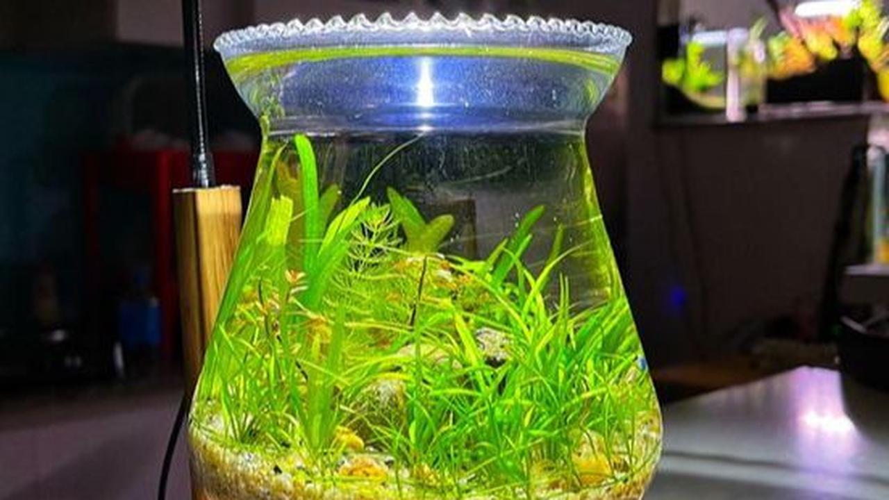 <b>Desain Akuarium dengan Lampu</b><br>