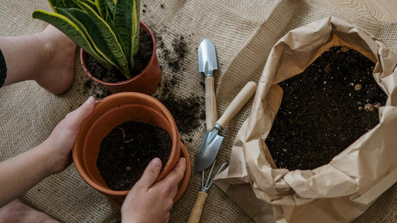 Berkebun, Obat Alami untuk Pikiran yang Lelah