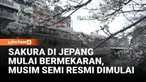 Pemerintah Jepang mengumumkan awal musim sakura di Tokyo setelah bunga mulai bermekaran. Mekarnya sakura tahun ini terjadi lebih cepat dari biasanya dan disambut antusias warga.