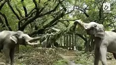 Aksi dua anak gajah di sebuah biara di India saat berebut dahan pohon palem bikin warganet gemas.