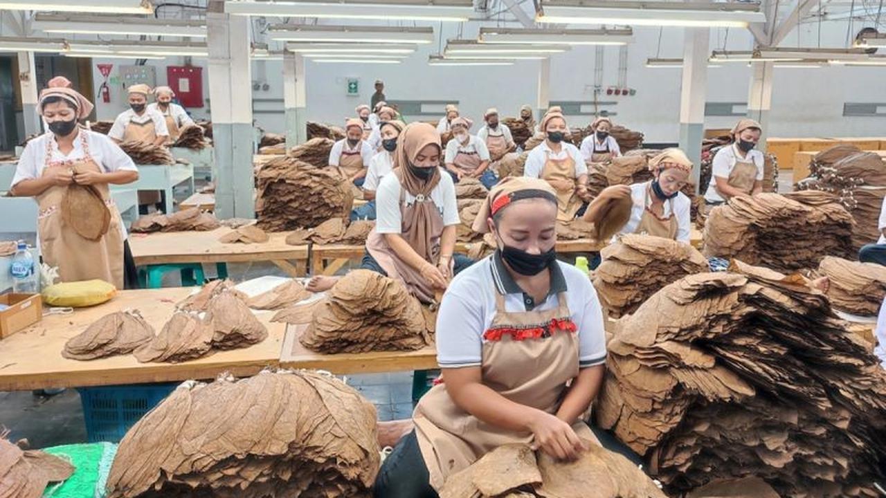 PTPN I Perkuat Produksi Tembakau Premium untuk Penuhi Pasar Cerutu Global