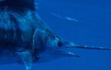 Turis Italia Tewas Tertusuk Ikan Todak Saat Berselancar di Mentawai