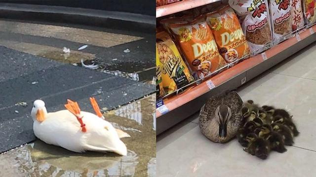 6 Kelakuan Nyeleneh Bebek Ini Bikin Geleng Kepala Hot Liputan6 Com