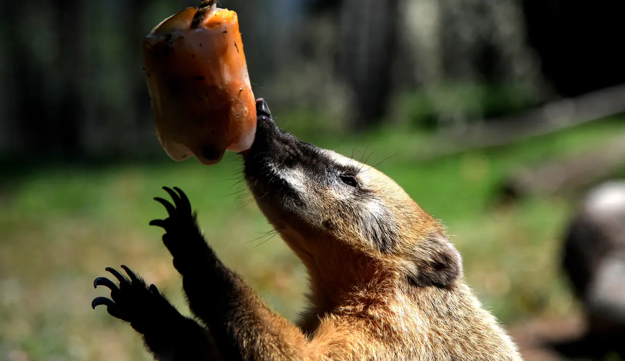 Coati menjilati es untuk mendinginkan diri selama gelombang panas di kebun binatang "Bioparco" di Roma, Italia (25/7). (AFP Photo/Tiziana Fabi)