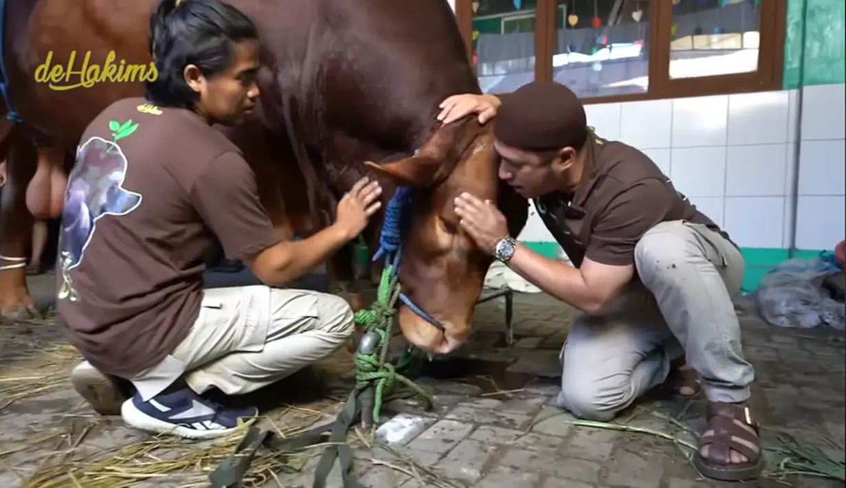 Hari Raya Idul Adha tahun ini, Irfan Hakim menyembelih dua sapi jumbo masing-masing berukuran 1 ton lebih. Belakangan ini, sapi yang bernama Wariso dan Golden sangat menarik perhatian warganet. [Youtube/deHakims channel]