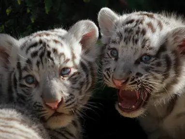 Dua ekor bayi harimau Benggala yang lahir 20 hari lalu di kebun binatang San Jorge, Meksiko, 28 November 2017. Harimau Benggala adalah salah satu spesies harimau yang terancam punah. (AFP PHOTO / HERIKA MARTINEZ)