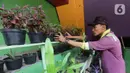 Petugas merawat tanaman taman di kolong fly over Kemayoran, Jakarta,Rabu (11/11/2020). Kolong flyover Kemayoran disulap menjadi ruang terbuka hijau. Ragam tanaman hijau dan kolam ikan menjadikan kawasan ini terlihat sangat asri. (merdeka.com/Imam Buhori)