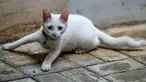 Seeekor kucing dengan warna bola mata yang berbeda (odd eye) terlihat duduk di lantai di Jakarta, 22 Juli 2018. Tak banyak yang tahu setiap 8 Agustus diperingati sebagai Hari Kucing Sedunia atau disebut juga Hari Kucing Internasional. (AFP/BAY ISMOYO)