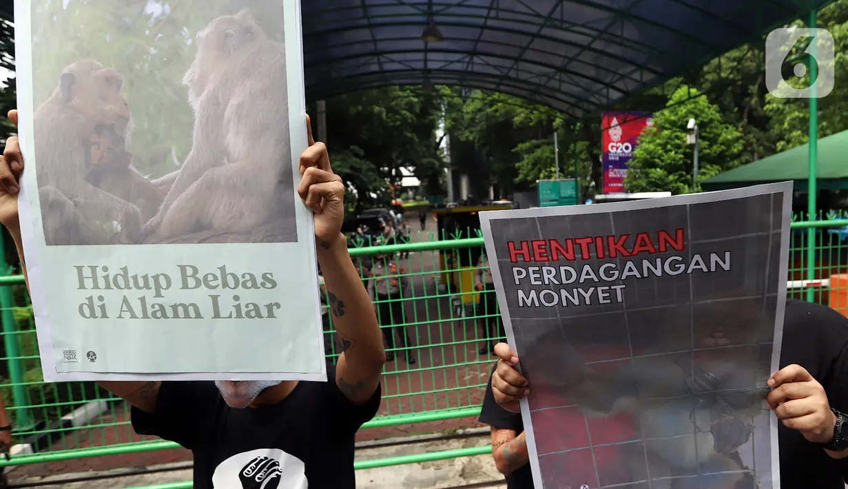 Massa aksi yang tergabung dalam Koalisi Monyet Ekor Panjang (Gabungan Animal Friends Jogja dan Aksi Peduli Monyet) menggelar unjuk rasa di depan Kementerian Lingkungan Hidup dan Kehutanan, Jakarta Pusat, Senin (23/5/2022). Dalam aksinya, mereka mendesak Menteri LHK Siti Nurbaya Bakar untuk segera menindaklanjuti praktik perdagangan monyet di Indonesia. (Liputan6.com/Johan Tallo)