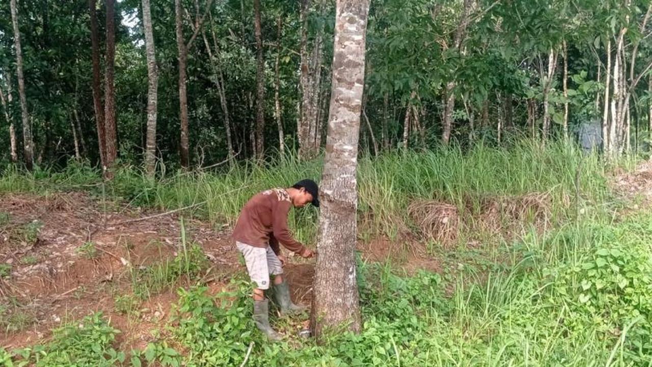 Fantastis! Harga Getah Karet Lebak Melonjak 75%, Petani Kembali Bergairah