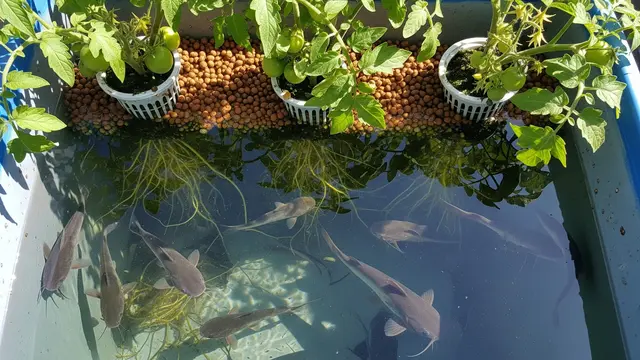 Ternak Ikan Lele dan Tomat/Gemini AI
