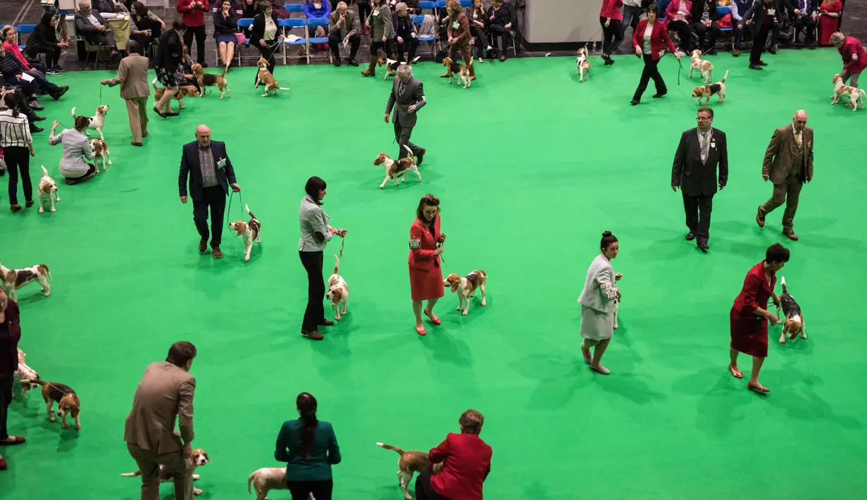 Para peserta menunjukkan anjing miliknya selama pada hari kedua pertunjukan anjing Crufts di National Exhibition Centre di Birmingham, Inggris tengah, (9/3). (AFP Photo/Oli Scarff)