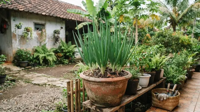 Split Rumpun Daun Bawang Welsh Biar Makin Ramai di Pot