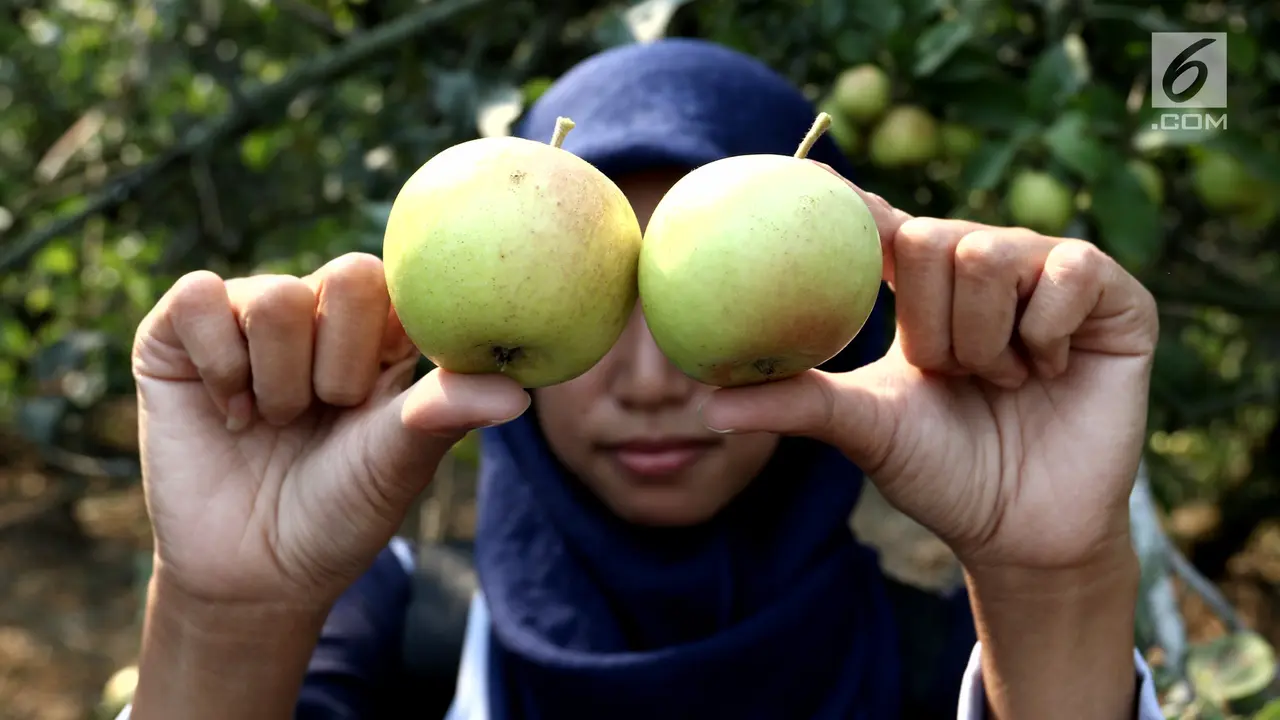 Serunya Wisata Memetik Apel Malang dari Pohonnya