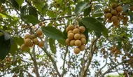 7 Cara Merangsang Pohon Duku agar Cepat Berbuah di Pekarangan