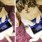 Kucing bermain video game (Sumber: Twitter/bu_ri_co)
