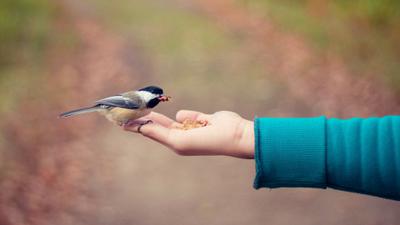 10 Kesalahan Merawat Burung Hias yang Sering Dilakukan Pemula, Jangan Dianggap Sepele