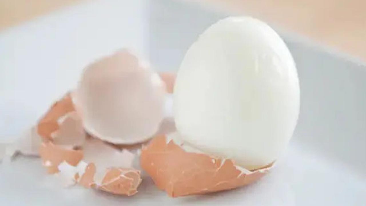 Tahukah Anda Telur Hewan Paling Besar di Dunia? Yang Jelas Bukan Burung Unta