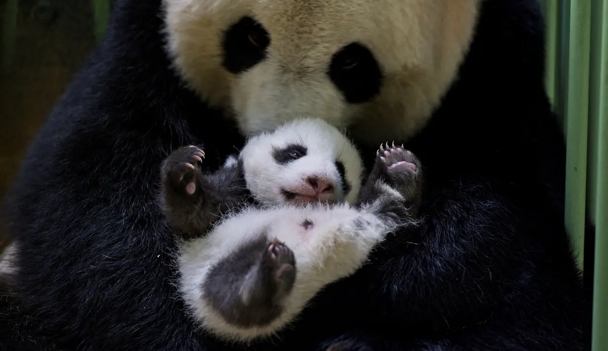 Panda Huan-Huan memeluk salah satu anak kembarnya Fleur de Coton setelah menyusui di dalam kandang mereka di Kebun Binatang Beauval, Prancis tengah pada Kamis (30/9/2021). Kedua anak panda itu lahir pada 2 Agustus 2021 lalu dan sekarang beratnya lebih 2800 gram. (SOUVANT GUILLAUME / AFP)