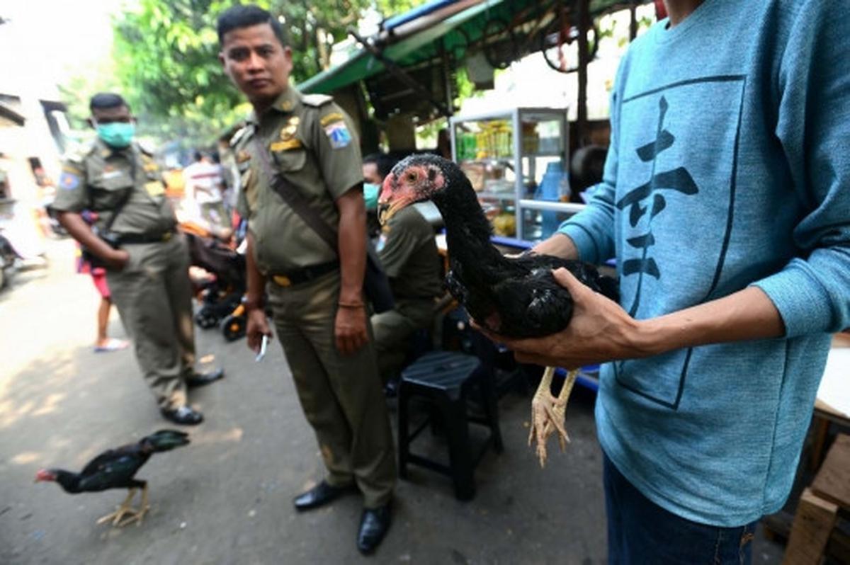 Antisipasi flu burung, kandang unggas di bantaran Ciliwung dibongkar