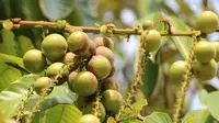 Ketahui 5 Manfaat Buah Matoa untuk Kecantikan dan Kesehatan